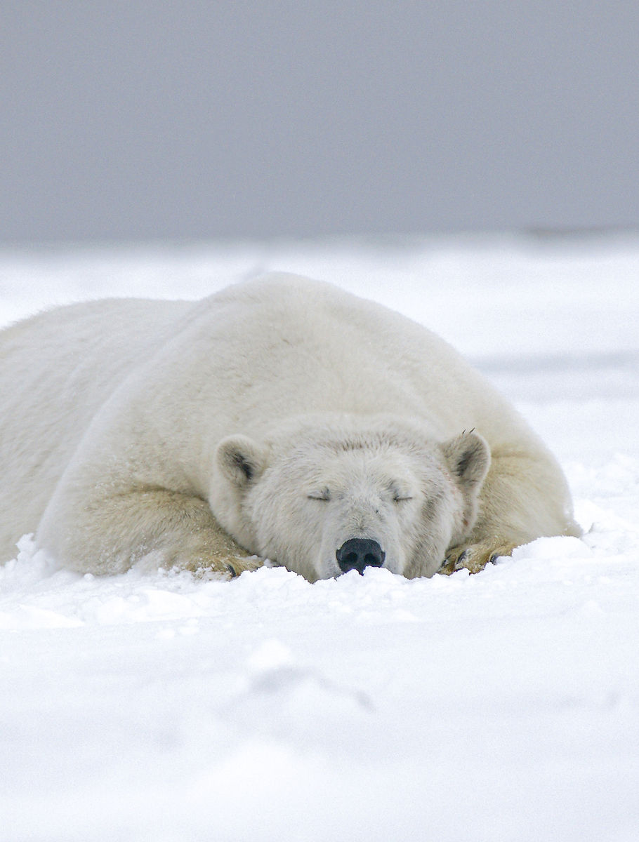Polar bear sleeping on snow